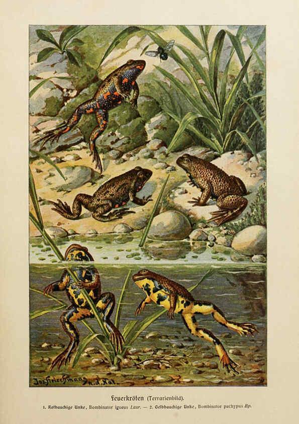 Reproducción/Reproduction 6140219126: Brehms Tierleben. Bd.1 Leipzig,Bibliographisches Institut,1911-19- 