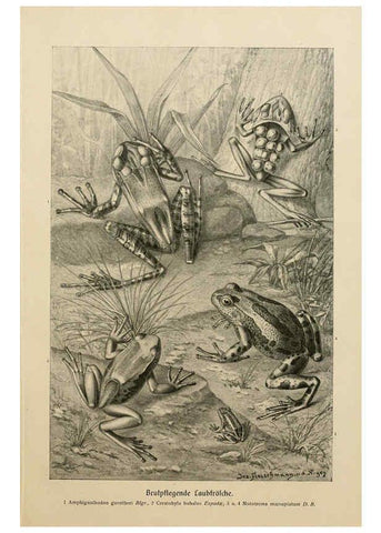 Reproducción/Reproduction 6140219724: Brehms Tierleben. Bd.1 Leipzig,Bibliographisches Institut,1911-19- 