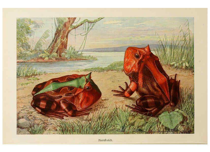 Reproducción/Reproduction 6140219902: Brehms Tierleben. Bd.1 Leipzig,Bibliographisches Institut,1911-19- 