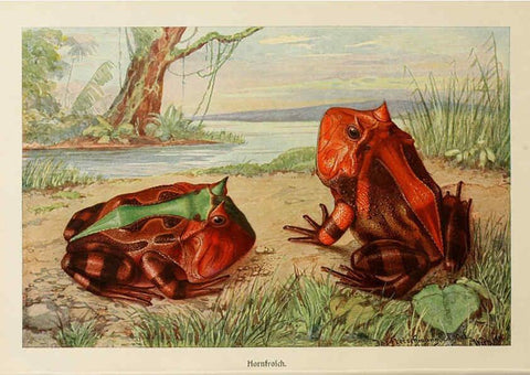 Reproducción/Reproduction 6140219902: Brehms Tierleben. Bd.1 Leipzig,Bibliographisches Institut,1911-19- 