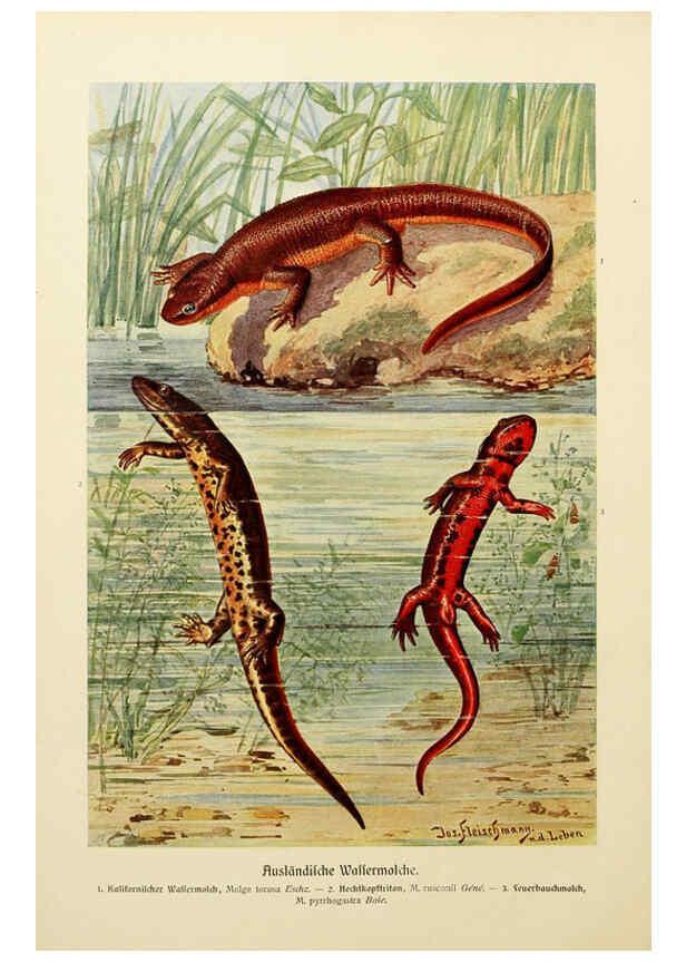 Reproducción/Reproduction 6140218380: Brehms Tierleben. Bd.1 Leipzig,Bibliographisches Institut,1911-19- 