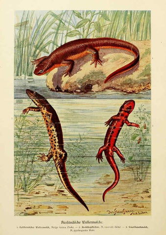 Reproducción/Reproduction 6140218380: Brehms Tierleben. Bd.1 Leipzig,Bibliographisches Institut,1911-19- 
