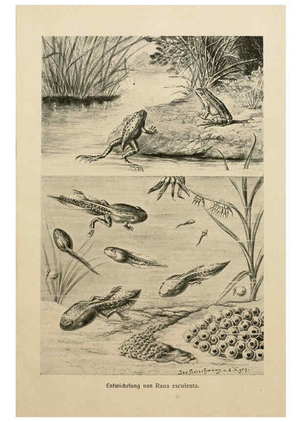 Reproducción/Reproduction 6139669321: Brehms Tierleben. Bd.1 Leipzig,Bibliographisches Institut,1911-19- 