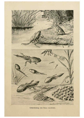 Reproducción/Reproduction 6139669321: Brehms Tierleben. Bd.1 Leipzig,Bibliographisches Institut,1911-19- 