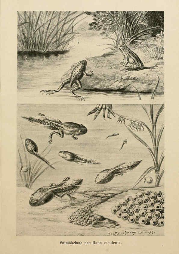 Reproducción/Reproduction 6139669321: Brehms Tierleben. Bd.1 Leipzig,Bibliographisches Institut,1911-19- 