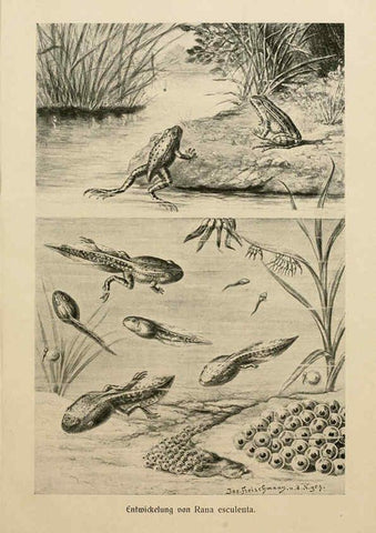 Reproducción/Reproduction 6139669321: Brehms Tierleben. Bd.1 Leipzig,Bibliographisches Institut,1911-19- 