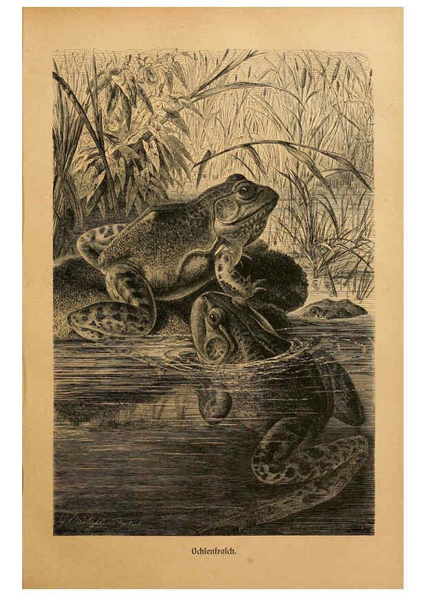 Reproducción/Reproduction 6139669579: Brehms Tierleben. Bd.1 Leipzig,Bibliographisches Institut,1911-19- 