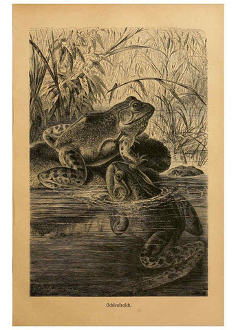 Reproducción/Reproduction 6139669579: Brehms Tierleben. Bd.1 Leipzig,Bibliographisches Institut,1911-19- 