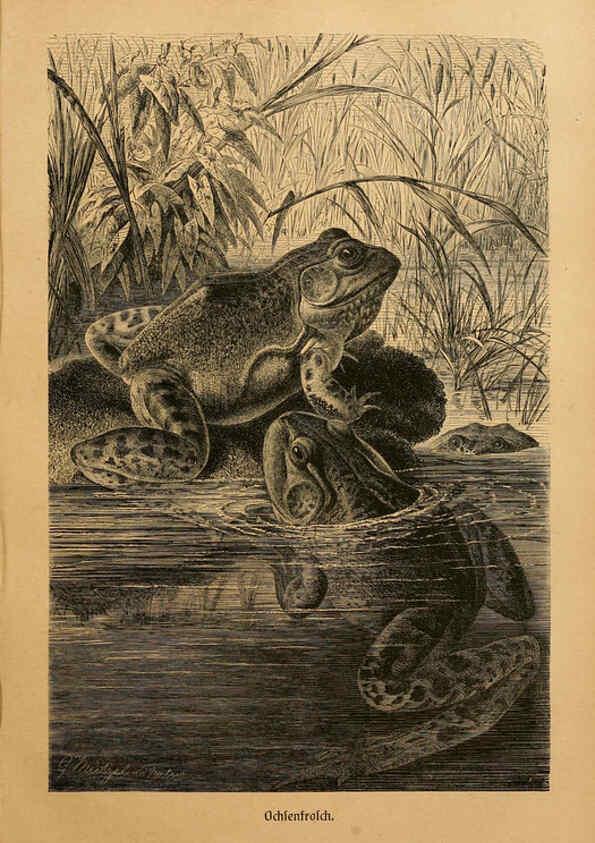 Reproducción/Reproduction 6139669579: Brehms Tierleben. Bd.1 Leipzig,Bibliographisches Institut,1911-19- 