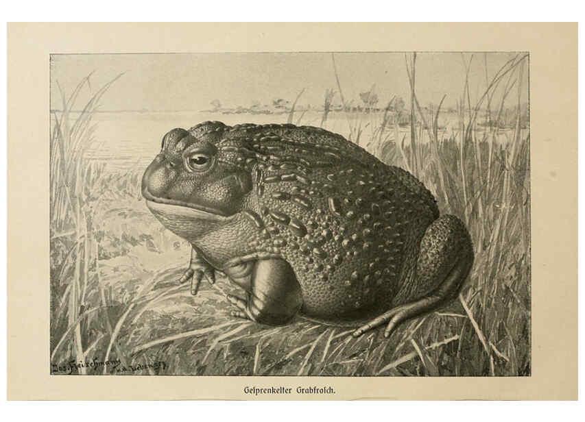 Reproducción/Reproduction 6139669857: Brehms Tierleben. Bd.1 Leipzig,Bibliographisches Institut,1911-19- 