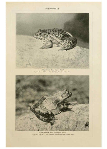 Reproducción/Reproduction 6140221166: Brehms Tierleben. Bd.1 Leipzig,Bibliographisches Institut,1911-19- 