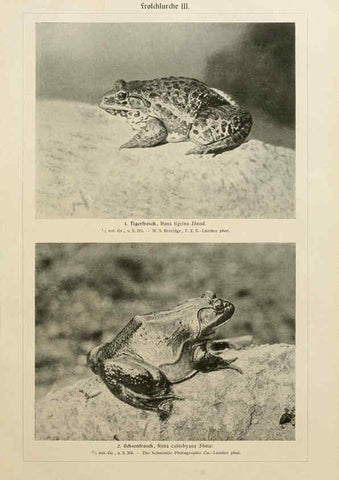Reproducción/Reproduction 6140221166: Brehms Tierleben. Bd.1 Leipzig,Bibliographisches Institut,1911-19- 