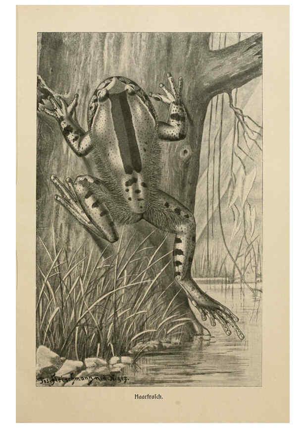 Reproducción/Reproduction 6140221482: Brehms Tierleben. Bd.1 Leipzig,Bibliographisches Institut,1911-19- 
