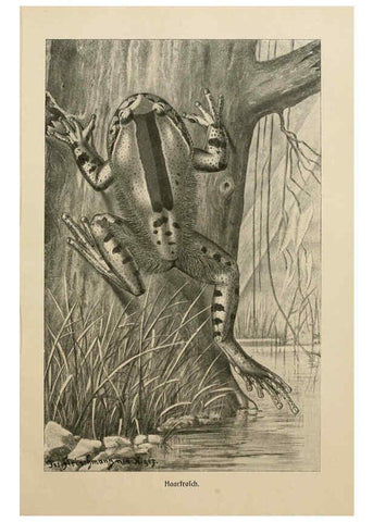 Reproducción/Reproduction 6140221482: Brehms Tierleben. Bd.1 Leipzig,Bibliographisches Institut,1911-19- 