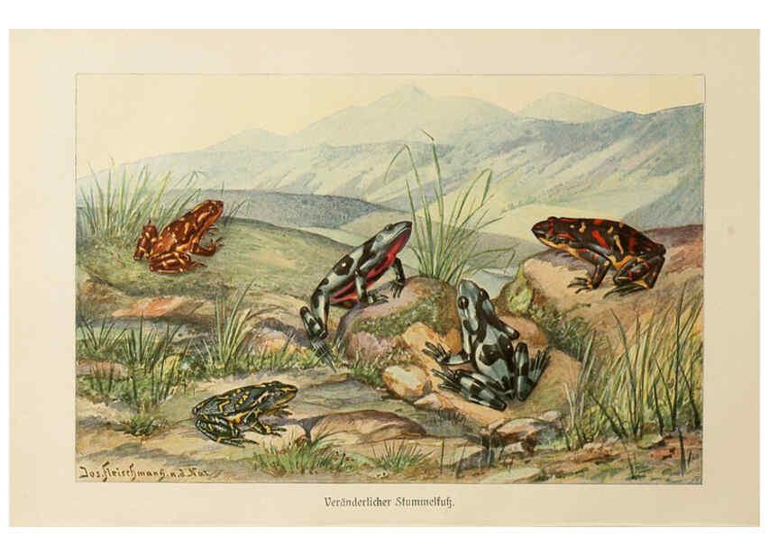 Reproducción/Reproduction 6140220296: Brehms Tierleben. Bd.1 Leipzig,Bibliographisches Institut,1911-19- 