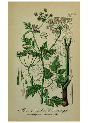 Reproducción/Reproduction 6130310747: Sämmtliche Giftgewächse Deutschlands Leipzig :F. Voight,1854