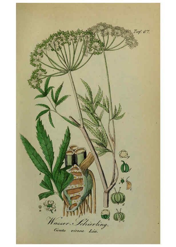 Reproducción/Reproduction 6130860368: Sämmtliche Giftgewächse Deutschlands Leipzig :F. Voight,1854