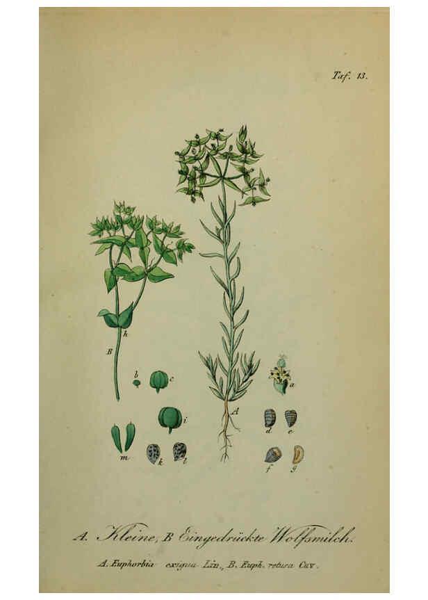 Reproducción/Reproduction 6130844444: Sämmtliche Giftgewächse Deutschlands Leipzig :F. Voight,1854