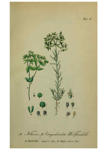Reproducción/Reproduction 6130844444: Sämmtliche Giftgewächse Deutschlands Leipzig :F. Voight,1854