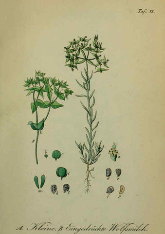 Reproducción/Reproduction 6130844444: Sämmtliche Giftgewächse Deutschlands Leipzig :F. Voight,1854