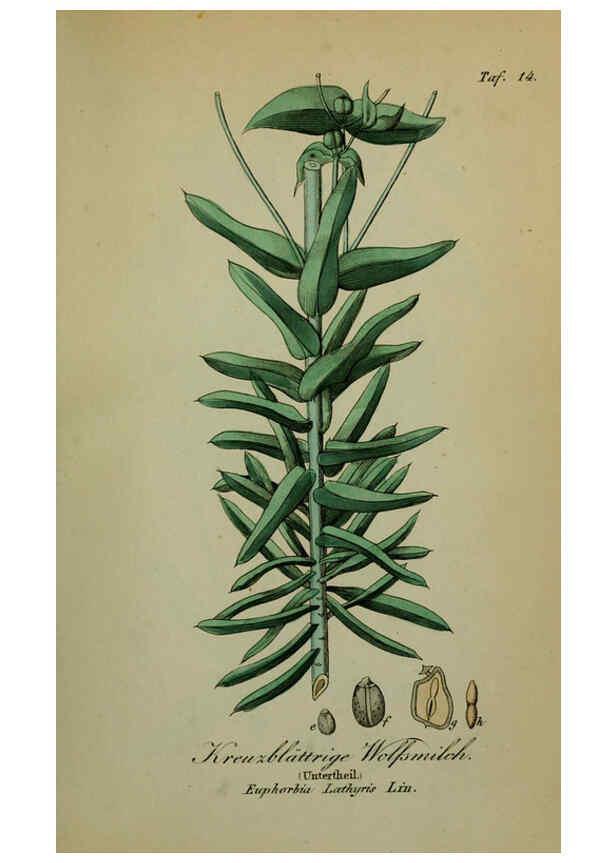 Reproducción/Reproduction 6130844732: Sämmtliche Giftgewächse Deutschlands Leipzig :F. Voight,1854