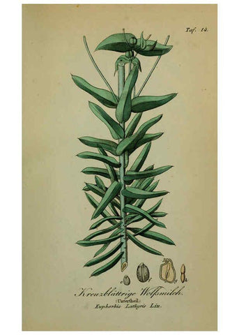 Reproducción/Reproduction 6130844732: Sämmtliche Giftgewächse Deutschlands Leipzig :F. Voight,1854