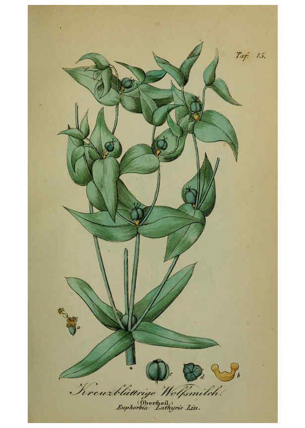 Reproducción/Reproduction 6130844972: Sämmtliche Giftgewächse Deutschlands Leipzig :F. Voight,1854