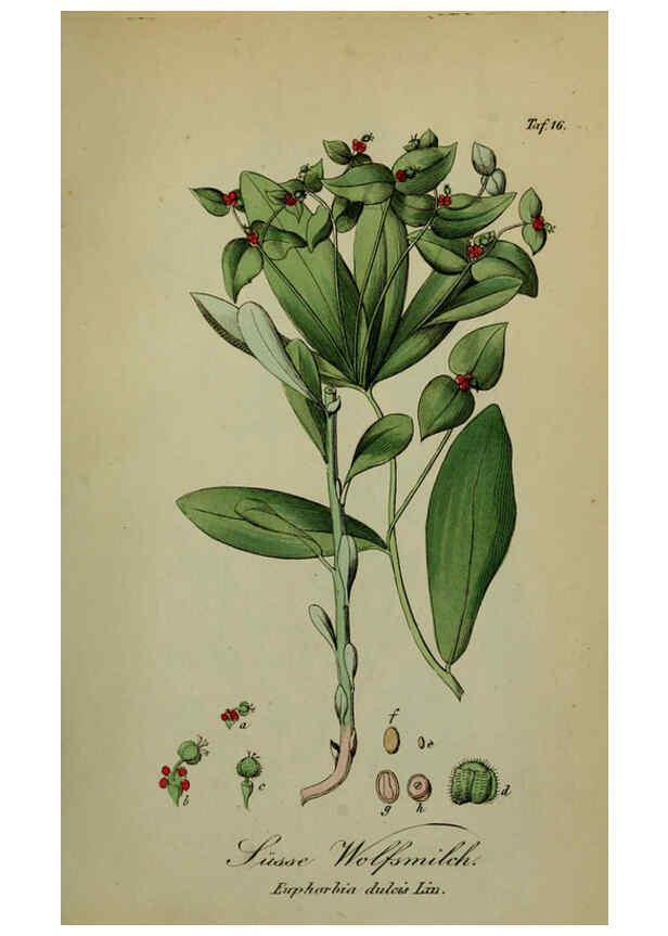 Reproducción/Reproduction 6130295607: Sämmtliche Giftgewächse Deutschlands Leipzig :F. Voight,1854