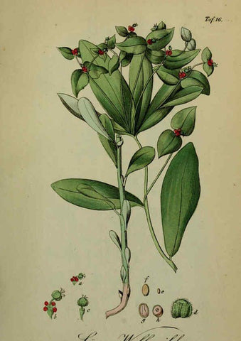 Reproducción/Reproduction 6130295607: Sämmtliche Giftgewächse Deutschlands Leipzig :F. Voight,1854