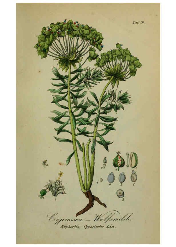 Reproducción/Reproduction 6130845874: Sämmtliche Giftgewächse Deutschlands Leipzig :F. Voight,1854