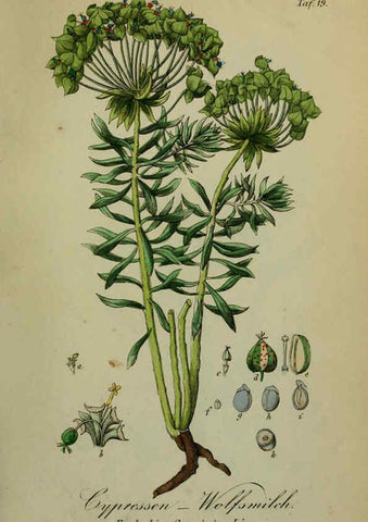 Reproducción/Reproduction 6130845874: Sämmtliche Giftgewächse Deutschlands Leipzig :F. Voight,1854