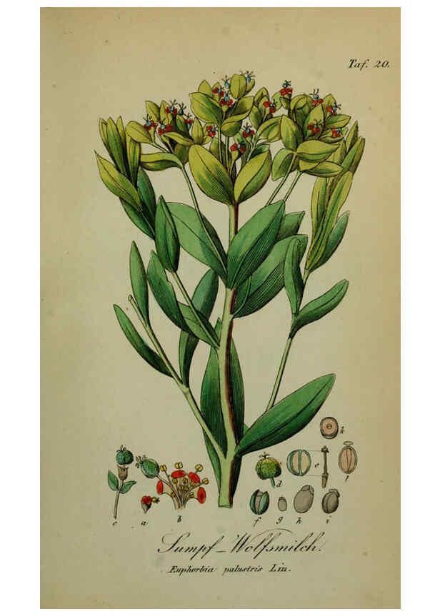 Reproducción/Reproduction 6130846140: Sämmtliche Giftgewächse Deutschlands Leipzig :F. Voight,1854