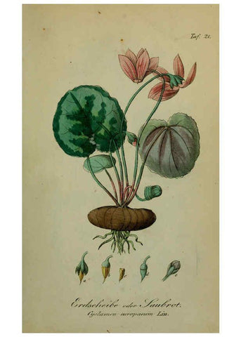 Reproducción/Reproduction 6130846414: Sämmtliche Giftgewächse Deutschlands Leipzig :F. Voight,1854