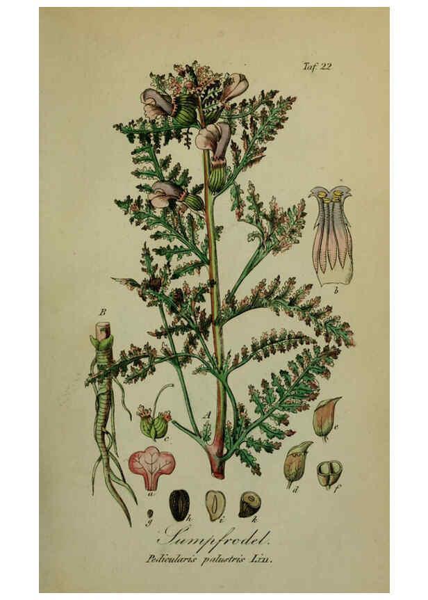 Reproducción/Reproduction 6130846746: Sämmtliche Giftgewächse Deutschlands Leipzig :F. Voight,1854