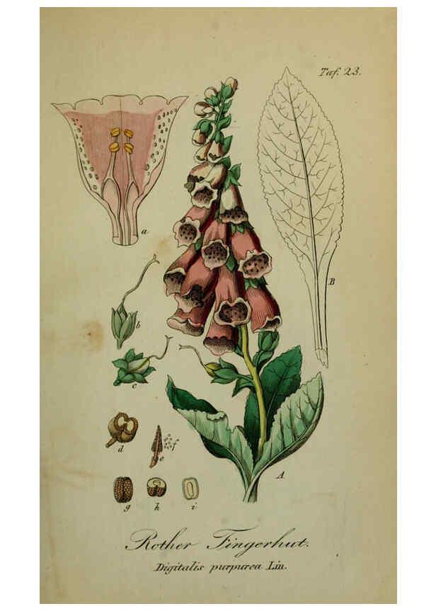 Reproducción/Reproduction 6130847204: Sämmtliche Giftgewächse Deutschlands Leipzig :F. Voight,1854