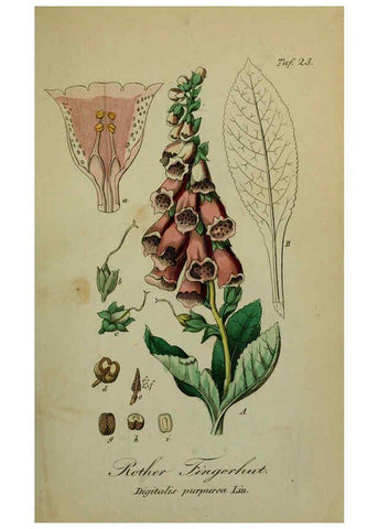 Reproducción/Reproduction 6130847204: Sämmtliche Giftgewächse Deutschlands Leipzig :F. Voight,1854