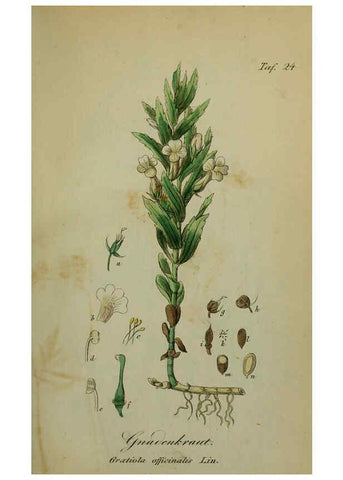 Reproducción/Reproduction 6130847520: Sämmtliche Giftgewächse Deutschlands Leipzig :F. Voight,1854