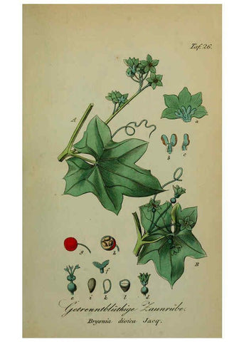 Reproducción/Reproduction 6130848064: Sämmtliche Giftgewächse Deutschlands Leipzig :F. Voight,1854