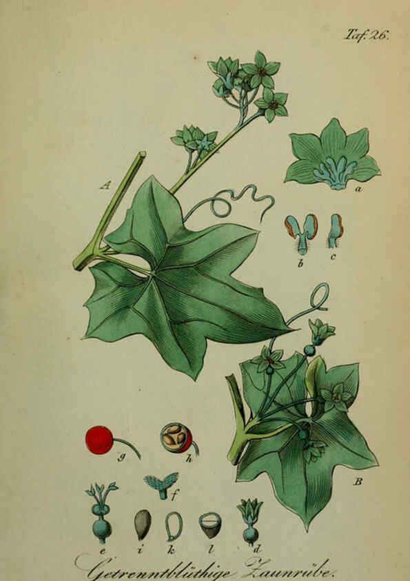 Reproducción/Reproduction 6130848064: Sämmtliche Giftgewächse Deutschlands Leipzig :F. Voight,1854