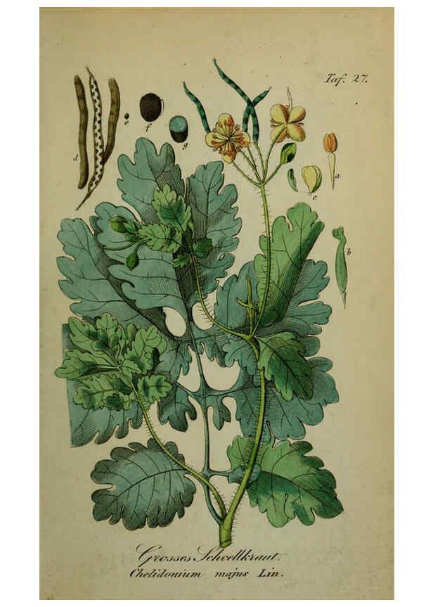 Reproducción/Reproduction 6130848350: Sämmtliche Giftgewächse Deutschlands Leipzig :F. Voight,1854