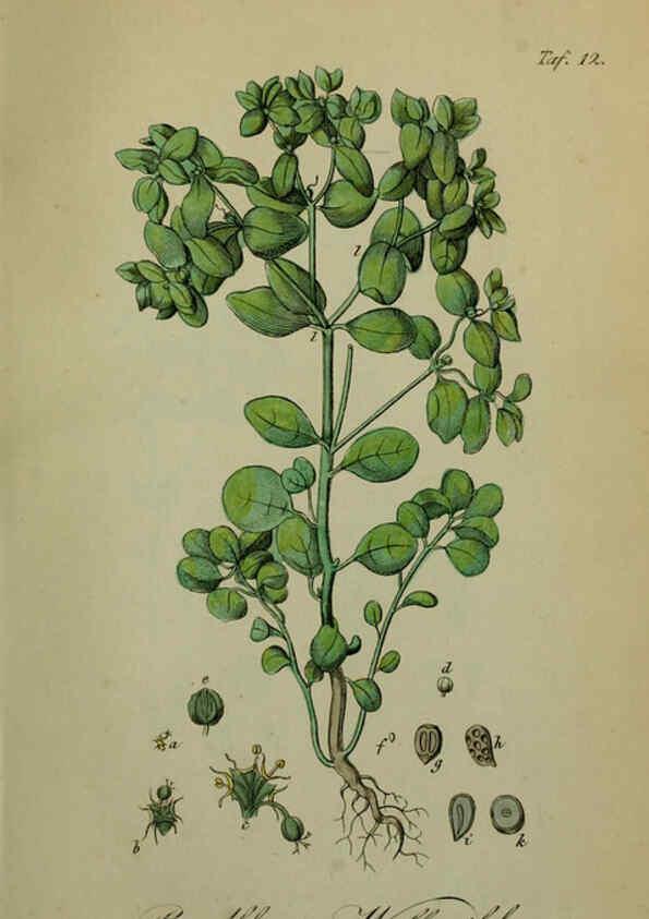 Reproducción/Reproduction 6130294707: Sämmtliche Giftgewächse Deutschlands Leipzig :F. Voight,1854