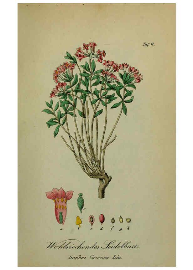 Reproducción/Reproduction 6130294413: Sämmtliche Giftgewächse Deutschlands Leipzig :F. Voight,1854