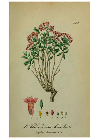 Reproducción/Reproduction 6130294413: Sämmtliche Giftgewächse Deutschlands Leipzig :F. Voight,1854