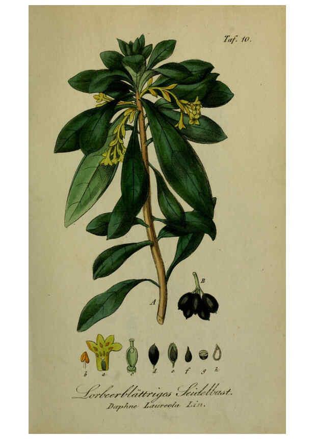 Reproducción/Reproduction 6130294113: Sämmtliche Giftgewächse Deutschlands Leipzig :F. Voight,1854