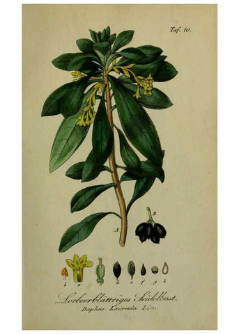 Reproducción/Reproduction 6130294113: Sämmtliche Giftgewächse Deutschlands Leipzig :F. Voight,1854
