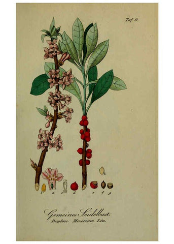 Reproducción/Reproduction 6130843446: Sämmtliche Giftgewächse Deutschlands Leipzig :F. Voight,1854