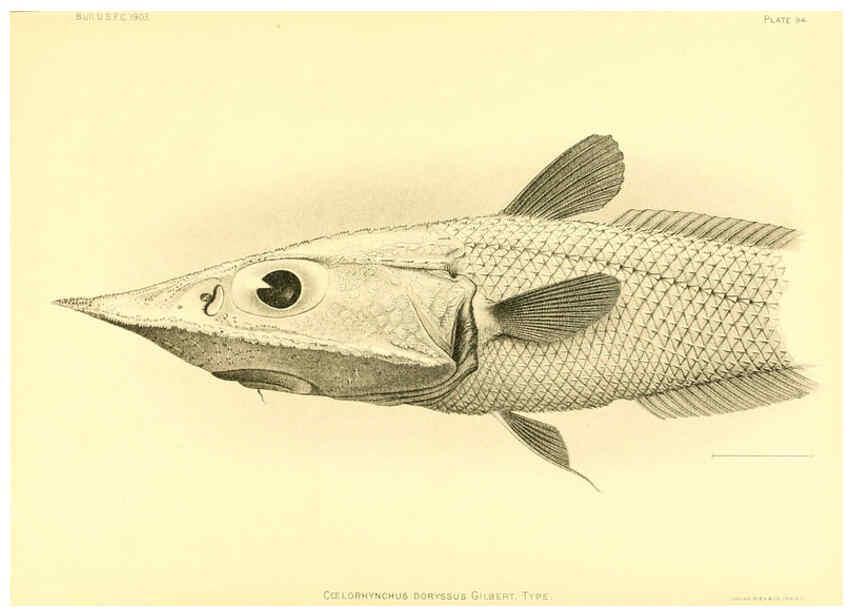 Reproducción/Reproduction 6129735295: The deep-sea fishes [of the Hawaiian Islands] Washington,Govt. Print. Off.,1905