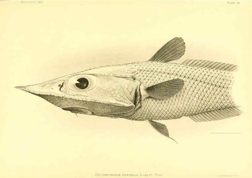 Reproducción/Reproduction 6129735295: The deep-sea fishes [of the Hawaiian Islands] Washington,Govt. Print. Off.,1905