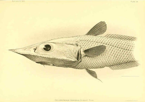 Reproducción/Reproduction 6129735295: The deep-sea fishes [of the Hawaiian Islands] Washington,Govt. Print. Off.,1905