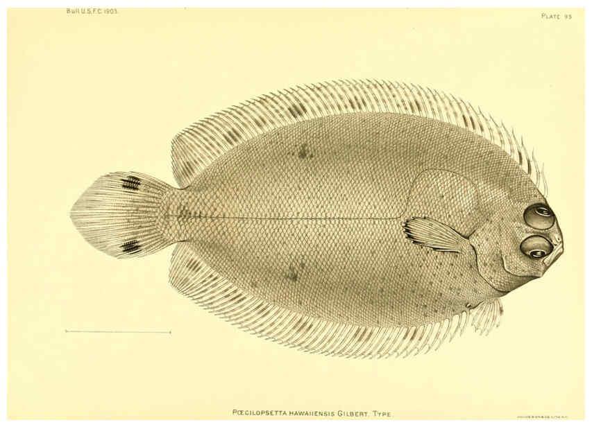 Reproducción/Reproduction 6129735685: The deep-sea fishes [of the Hawaiian Islands] Washington,Govt. Print. Off.,1905